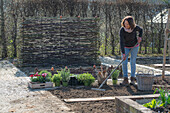 Frau bei Bepflanzung von Beeteinfassung mit Kräutern, Oregano, Thymian, und Nelken (Dianthus)