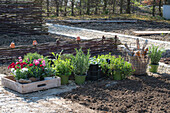 Bed border with herbs and cloves