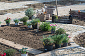 Bepflanzung von Beeteinfassung mit Kräutern, Oregano,  Thymian, und Nelken (Dianthus)