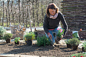 Frau bepflanzt Beeteinfassung mit Kräutern, Oregano,  Thymian, und Nelken (Dianthus)