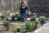 Bed border with herbs and cloves