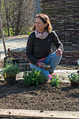 Frau bepflanzt Beeteinfassung mit Kräutern, Oregano und Thymian, und Nelken (Dianthus)