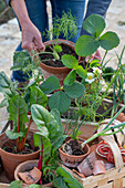 Young plants of chard; strawberries; spring onions; sweet peas and bulbous fennel &#39;Selma'39;