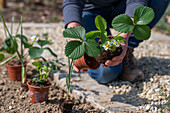 Frau beim Einpflanzen von Erdbeere 'Elvira' (Fragaria) und Knoblauch (Allium Sativum) ins Gemüsebeet