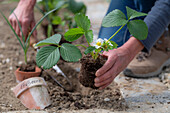 Frau beim Einpflanzen von Erdbeere 'Elvira' (Fragaria) und Knoblauch (Allium Sativum) ins Gemüsebeet und Namensschilder auf Tonscherben