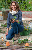 Frau beim Einpflanzen von Erdbeere 'Elvira' (Fragaria) und Knoblauch (Allium Sativum) ins Gemüsebeet