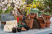 Gemüsepflanzen und Tomatengattungen in Töpfen ausgesät, wie  Aubergine, Tomate 'San Marzano' und Schmuckkörbchen Cosmea (Cosmos) mit Namensschildern