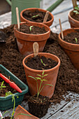 Verschieden Tomatengattungen in Töpfen ausgesät, wie Tomate 'San Marzano' und Schmuckkörbchen Cosmea (Cosmos) mit Namensschildern