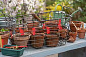 Different tomatoes sown in pots.