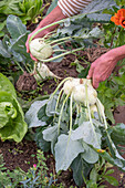 Ernte von Kohlrabi, Mehlige Kohlblattlaus auf Kohlrabi