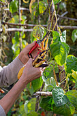 Harvesting the seeds of runner beans &#39;Neckargold'39; &#39;Brunhilde'39;