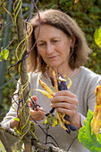 Harvesting the seeds of runner beans &#39;Neckargold'39; &#39;Brunhilde'39;