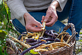 Harvesting the seeds of runner beans &#39;Neckargold'39; &#39;Brunhilde'39;