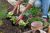 1st planting in June; iceberg lettuce; pick lettuce; 'Lollo rosso'; iceberg lettuce