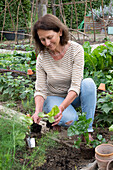 1st planting in June; iceberg lettuce; pick lettuce; &#39;Lollo rosso'39;