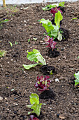 1. Pflanzung im Juni, Eisbergsalat, Pflücksalat, 'Lollo rosso' ins Beet