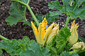 Rapeseed beetle on zucchini flowers