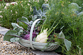 Kohlrabi; 'Azur'; bulb fennel; 'Selma';