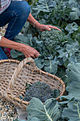 First harvest of broccoli, harvest just the head, then in six weeks you can harvest a second harvest of smaller florets