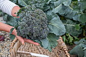 First harvest of broccoli, harvest just the head, then in six weeks you can harvest a second harvest of smaller florets