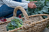 First harvest of broccoli, harvest just the head, then in six weeks you can harvest a second harvest of smaller florets