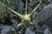 First harvest of broccoli, harvest just the head, then in six weeks you can harvest a second harvest of smaller florets