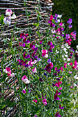 Duft-Wicke (Lathyrus odoratus) 'Matchmaker Rose' und 'Cranberry' im Garten an Rankhilfe aus Weidenzweigen