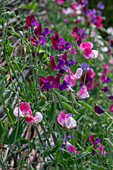 Duft-Wicke (Lathyrus odoratus) 'Matchmaker Rose' und 'Cranberry' im Garten