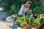 Frau beim ernten von Gartenbohnen (Phaseolus vulgaris) im heimischen Gemüsegarten