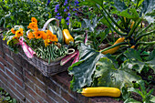 Erntedank, reife Zucchinifrüchte, Mangold, Bohnen auf Mauer und Ringelblumenstrauß im Korb