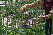 Mariendistel ernten, Köpfe mit Flugsamen abschneiden