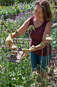 Milk thistle