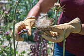 Mariendistel ernten, Köpfe mit Flugsamen abschneiden