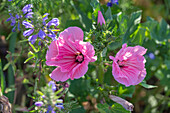 Funnel mallow; crested sage