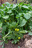 Anbau von Paprika (Capsicum) im Gemüsebeet