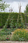 Gemüsebeete und Blumenbeete im Garten mit Stangenbohne 'Neckargold' (Phaseolus vulgaris) an Spalier