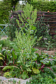 Mangold 'Bright Lights' im Gemüsebeet (Beta Vulgaris) kurz vor der Blüte