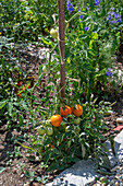 Tomate 'Philamina' und 'Goldene Königin', Pflanze an Rankhilfe mit Früchten