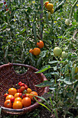 Tomatenpflanze 'Philamina' und 'Goldene Königin' mit Früchten bei der Ernte im Korb