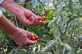 Tomatenpflanze 'Philamina' mit Früchten bei der Ernte