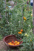 Tomatenpflanze 'Philamina' und 'Goldene Königin' an Rankhilfe mit Früchten