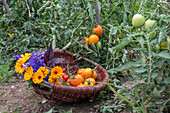 Ernte von Tomate 'Goldene Königin' und 'Philamina' im Korb mit  Feld-Rittersporn (Delphinium consolida) und Ringelblumen