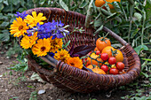 Ernte von Tomate 'Goldene Königin' und 'Philamina' im Korb mit  Feld-Rittersporn (Delphinium consolida) und Ringelblumen