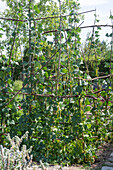 Anbau der Stangenbohne 'Neckargold' (Phaseolus vulgaris) im Gemüsegarten