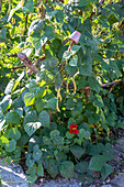 Runner bean; 'Neckargold';