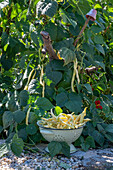 Stangenbohne (Phaseolus Vulgaris) 'Neckargold', Ernte der Schoten in Vintage Küchensieb