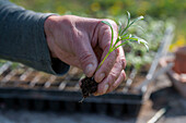 Prick out decorative baskets from sowing to seed harvest