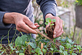 Trichtermalve (Malope trifida), Setzlinge aus der Anzuchtschale nehmen