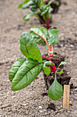 Mangold 'Bright Lights' (Beta Vulgaris), Jungpflanzen einpflanzen ins Beet