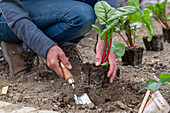 Mangold 'Bright Lights' (Beta Vulgaris), Jungpflanzen einpflanzen ins Beet